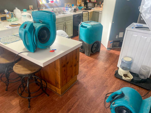 Best Mold removal after water damage  in Edgerton, KS