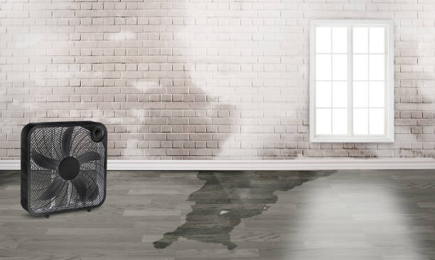 Best Carpet water damage restoration  in Edgerton, KS